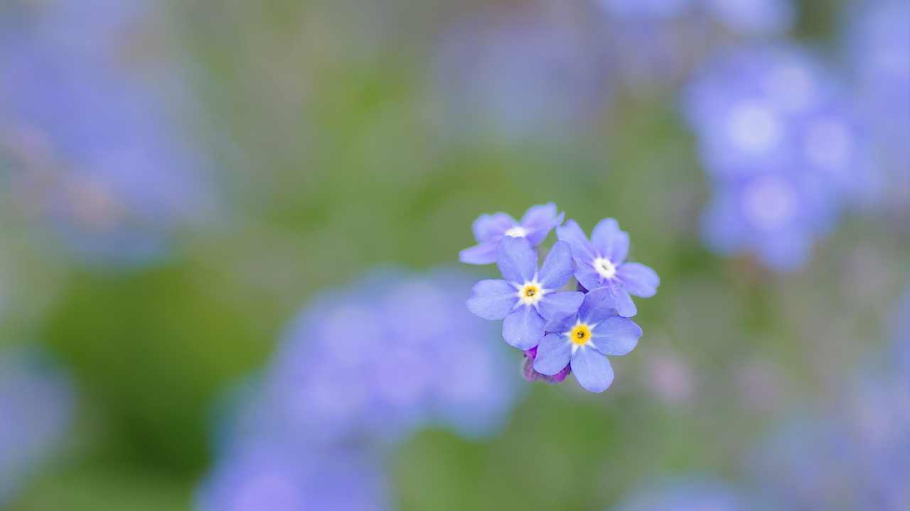 

Картина на холсте LinxOne 60x110 Природа пейзаж натура флора