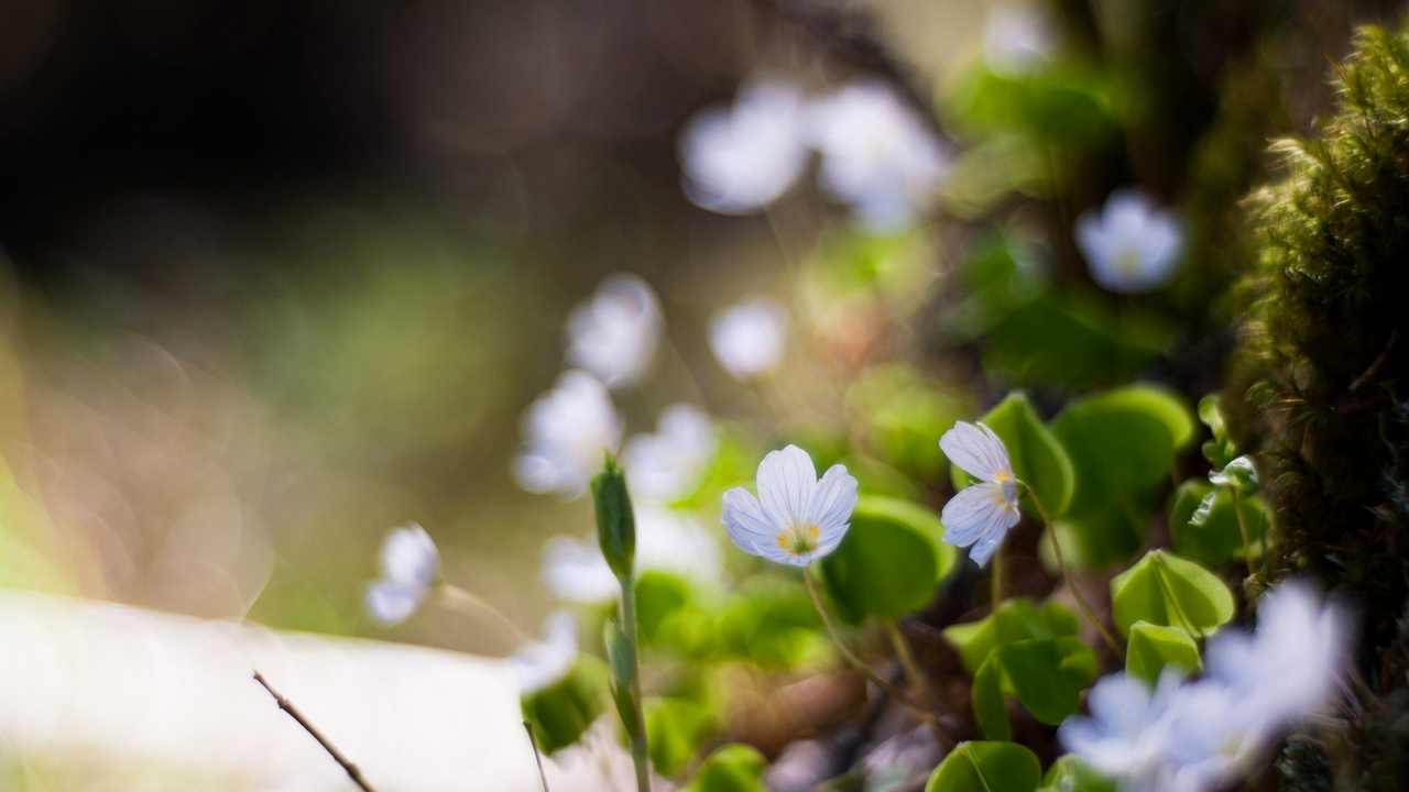 

Картина на холсте LinxOne 60x110 Природа пейзаж натура флора