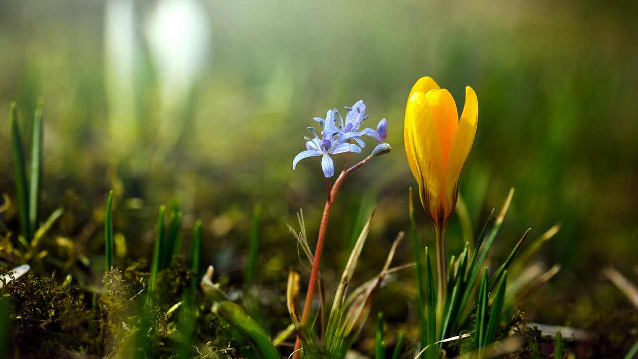 

Картина на холсте LinxOne 60x110 Природа пейзаж натура флора