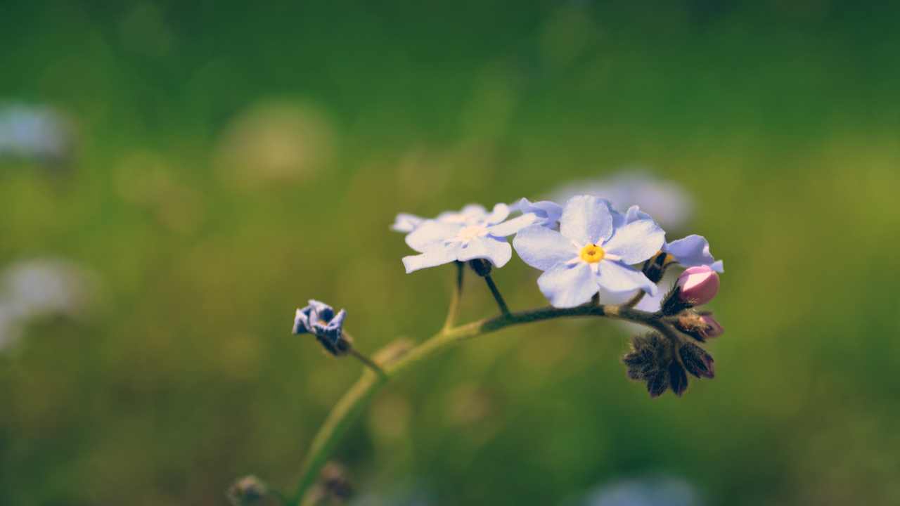 

Картина на холсте LinxOne 60x110 Природа пейзаж натура флора