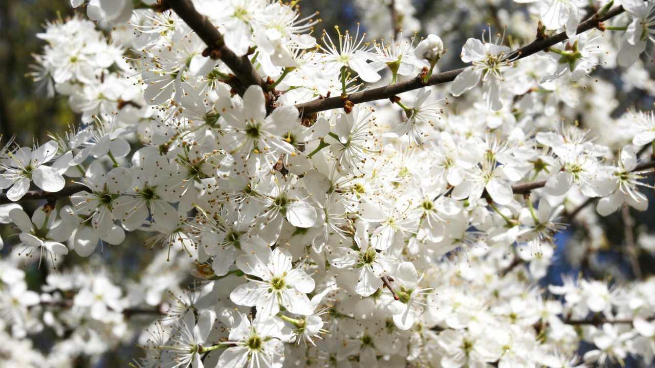 

Картина на холсте LinxOne 60x110 Природа пейзаж натура флора