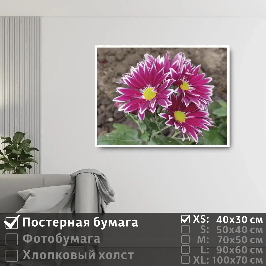

Постер на стену ПолиЦентр Летние розовые хризантемы 40х30 см, ЛетниеРозовыеХризантемы