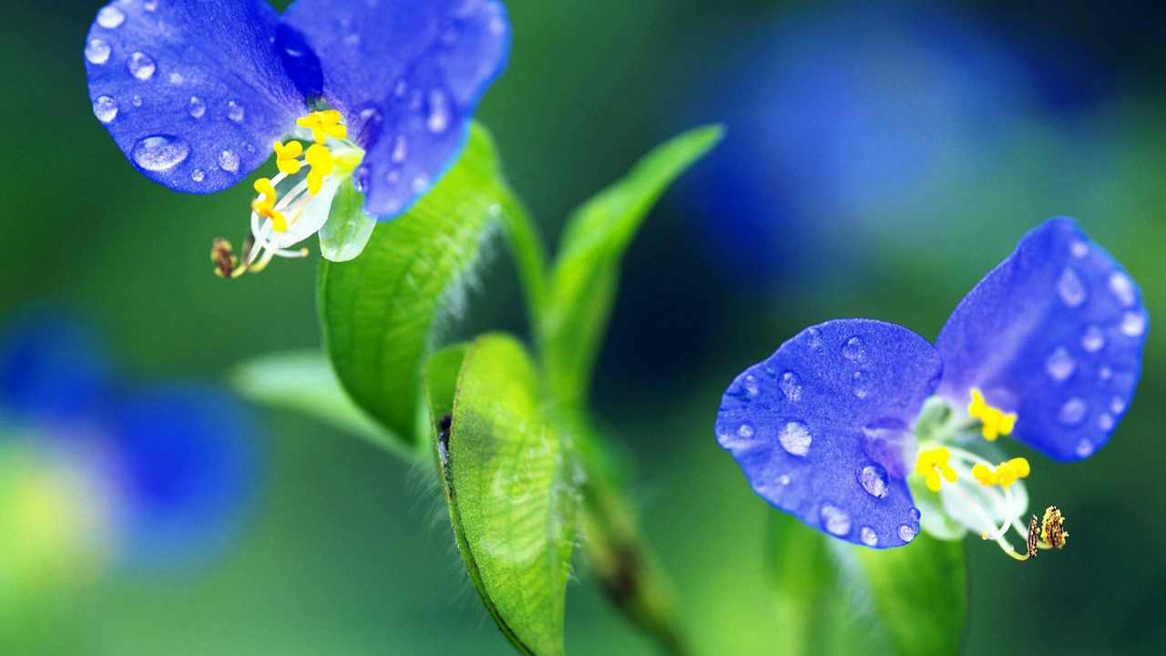 

Картина на холсте LinxOne 60x110 Природа пейзаж натура флора