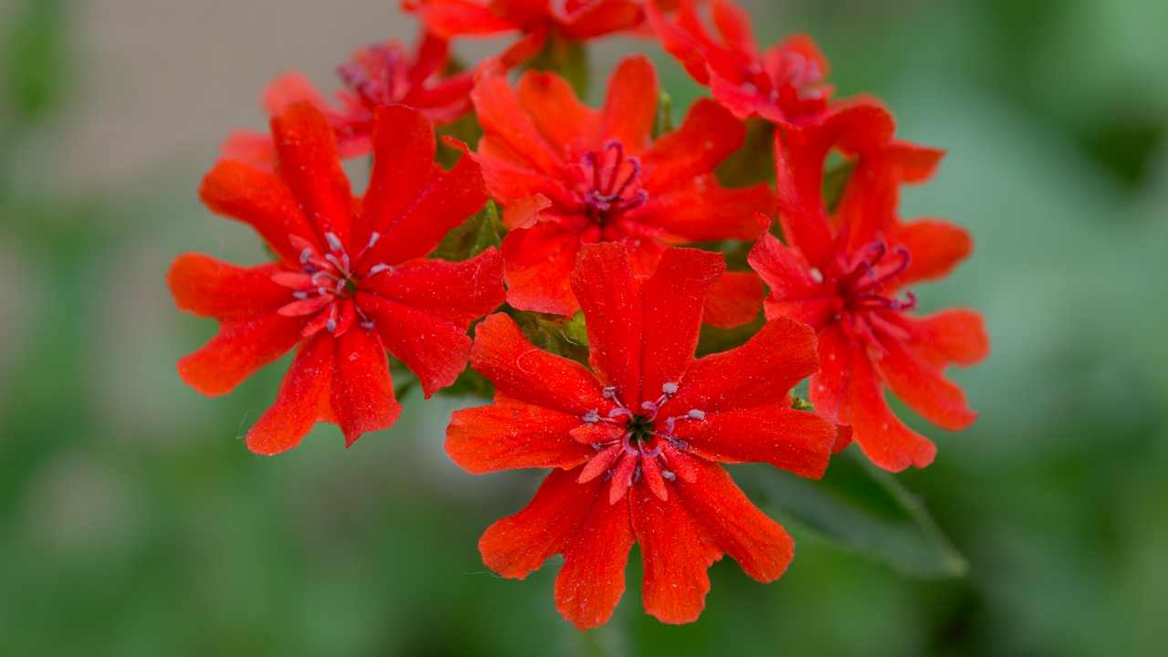 

Картина на холсте LinxOne 60x110 Природа пейзаж натура флора