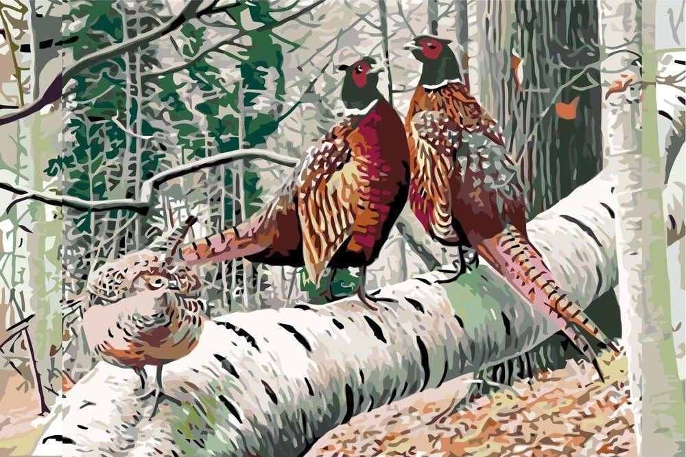

Картина по номерам Живопись по Номерам Фазаны, 40x60, Фазаны