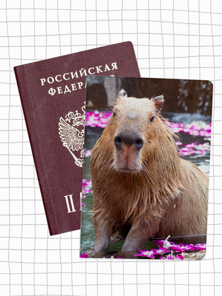 

Обложка для паспорта женская jojo print pass-29 разноцветная, Разноцветный, pass-beaver_Capybara 29
