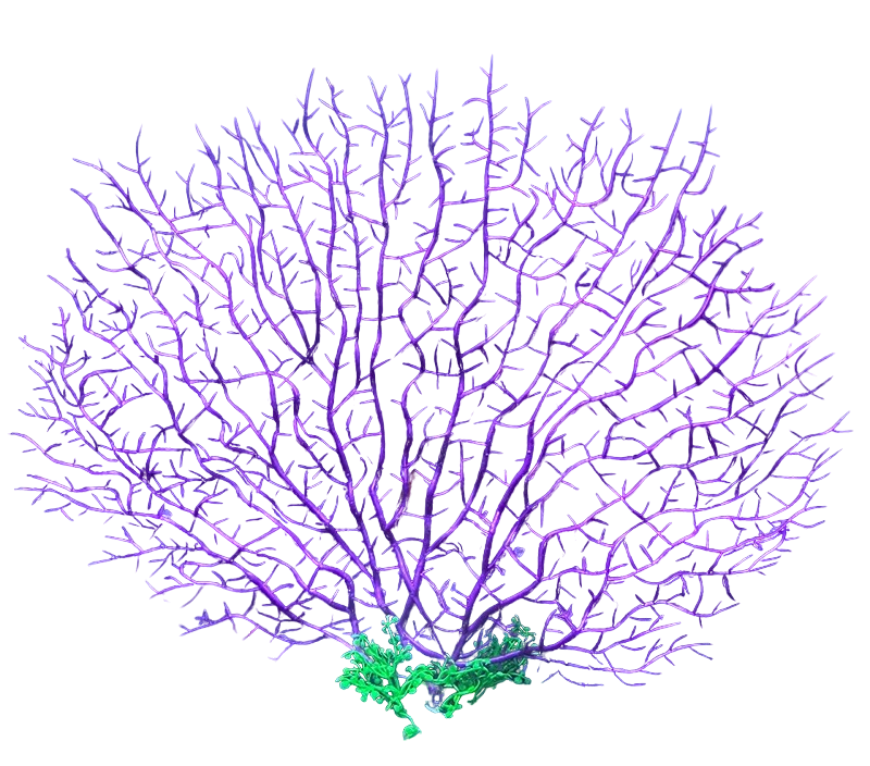

Искусственный коралл для аквариума Горгонария, 30х25 см K409, Фиолетовый