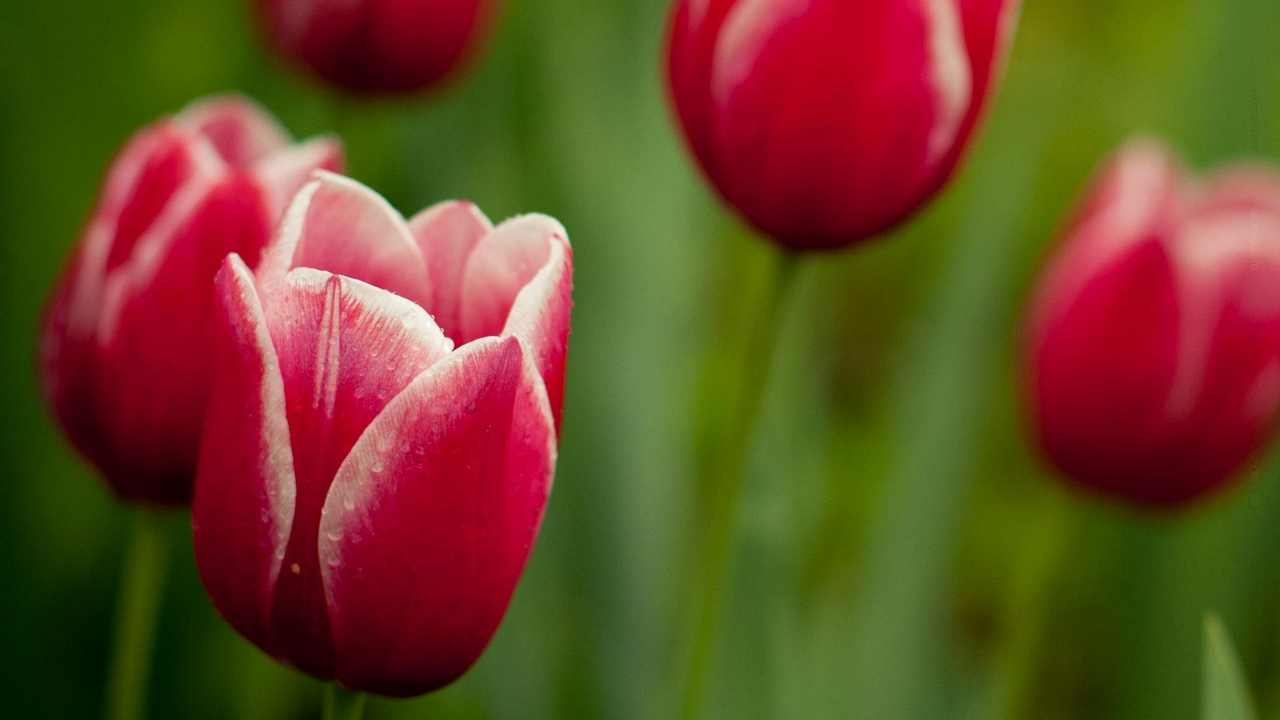 

Картина на холсте LinxOne 60x110 Природа пейзаж натура флора