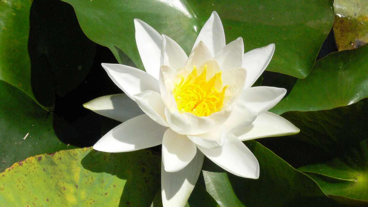 

Картина на холсте LinxOne 60x110 Природа пейзаж натура флора