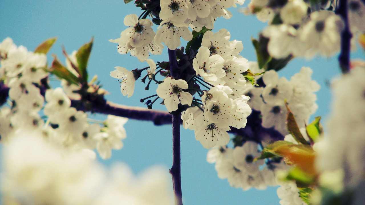 

Картина на холсте LinxOne 60x110 Природа пейзаж натура флора