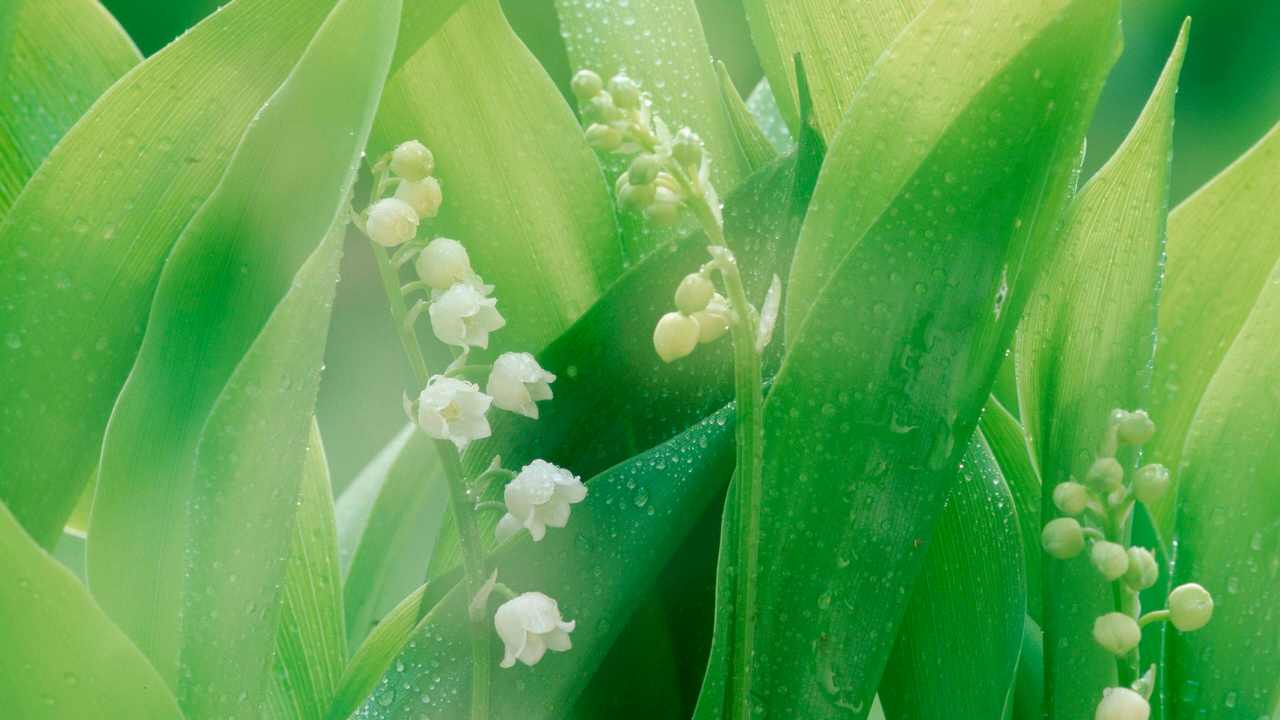 

Картина на холсте LinxOne 60x110 Природа пейзаж натура флора