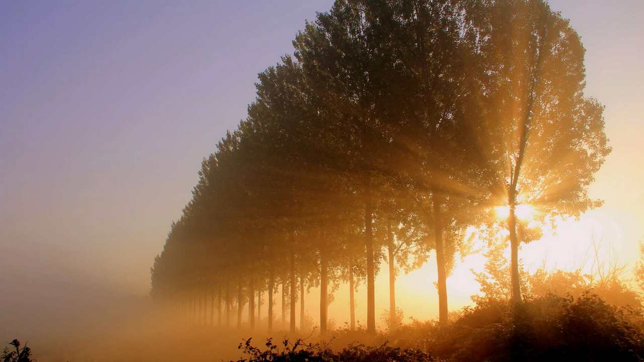 

Картина на холсте LinxOne 60x110 Природа пейзаж натура флора