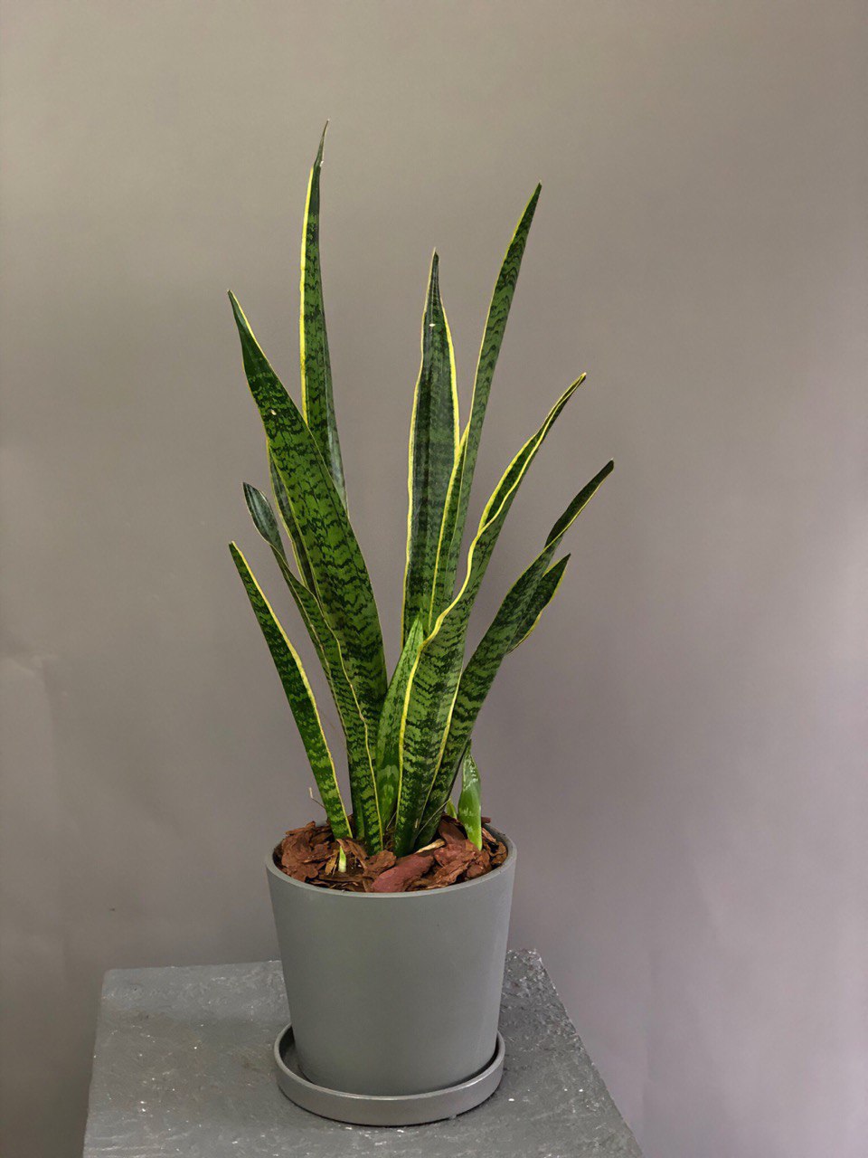 

Растение комнатное Margo plants сансевиерия в бетонном кашпо h 45 см, d 21 см