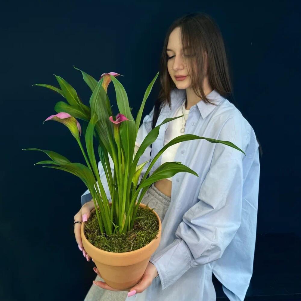 

Растение комнатное Margo plants калла в бетонном горшке h 50 см, d 21 см