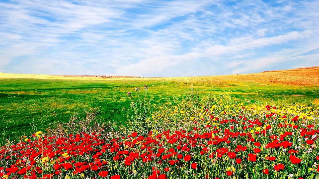 

Картина на холсте LinxOne 60x110 Природа пейзаж натура флора