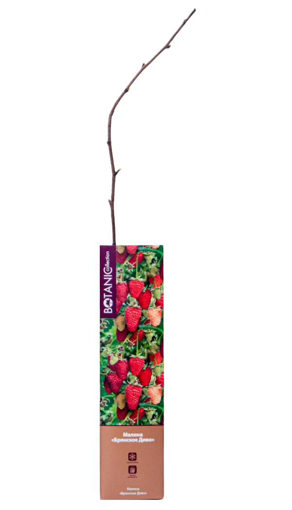 

Саженец Малина садовая Botanic Collection Брянское Диво