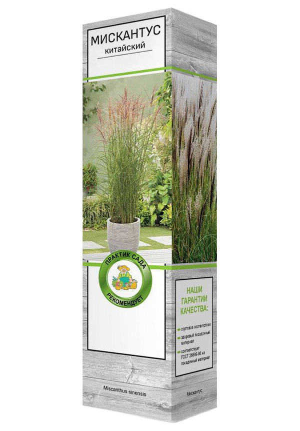 

Мискантус китайский Поиск