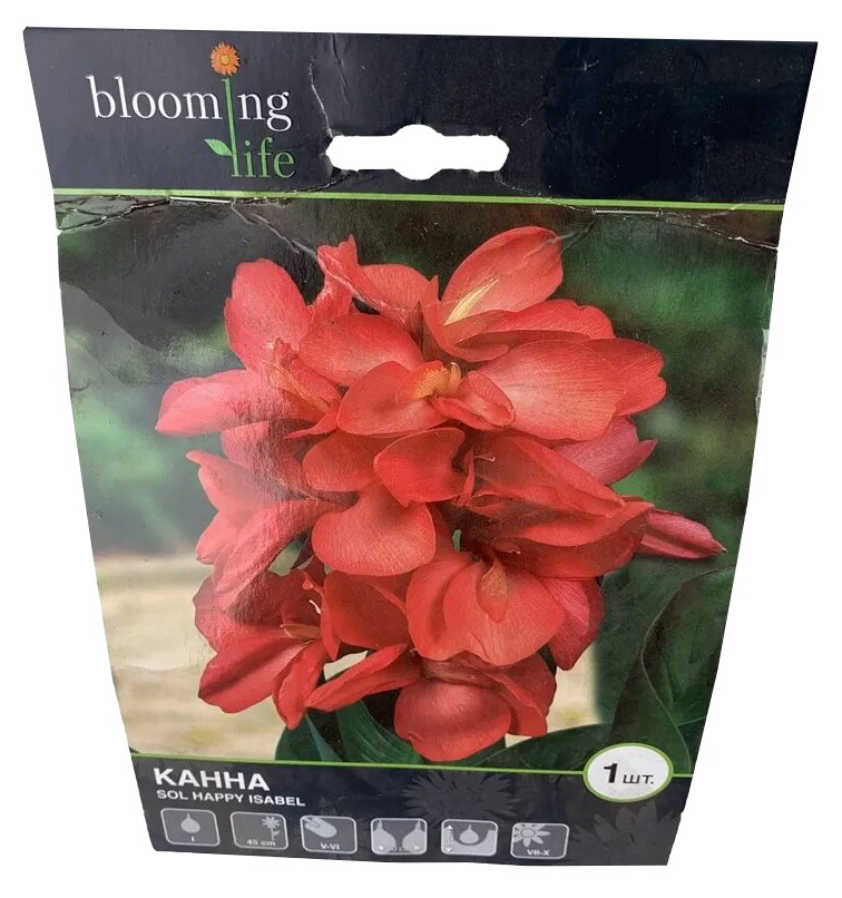 фото Канна blooming life хэппи изабель 1 шт