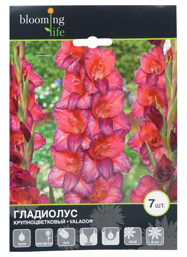 фото Гладиолус крупноцветковый blooming life валадор 7 шт