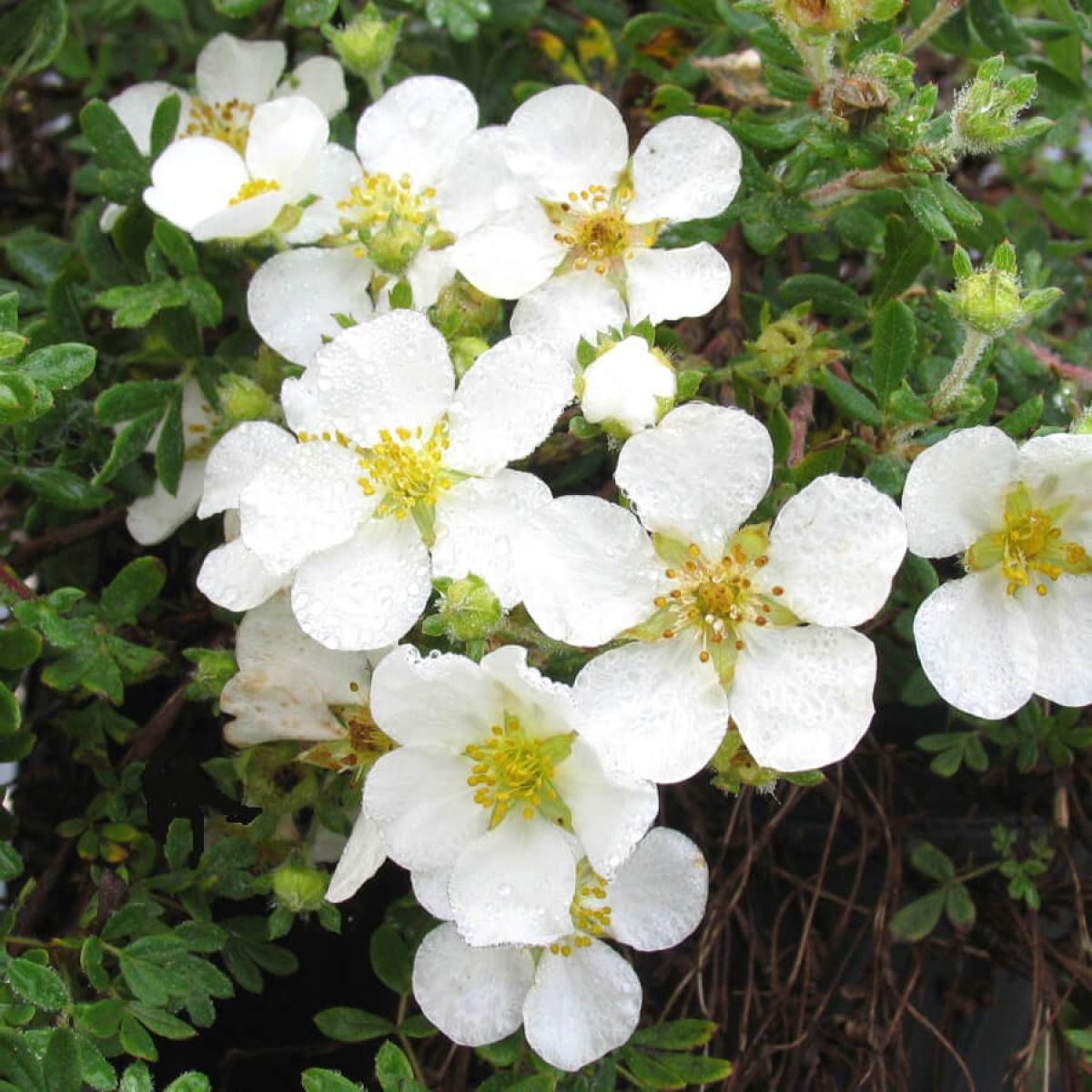 Саженец Лапчатка Эбботсвуд Семисад24 размером 10-20 см, 1 шт