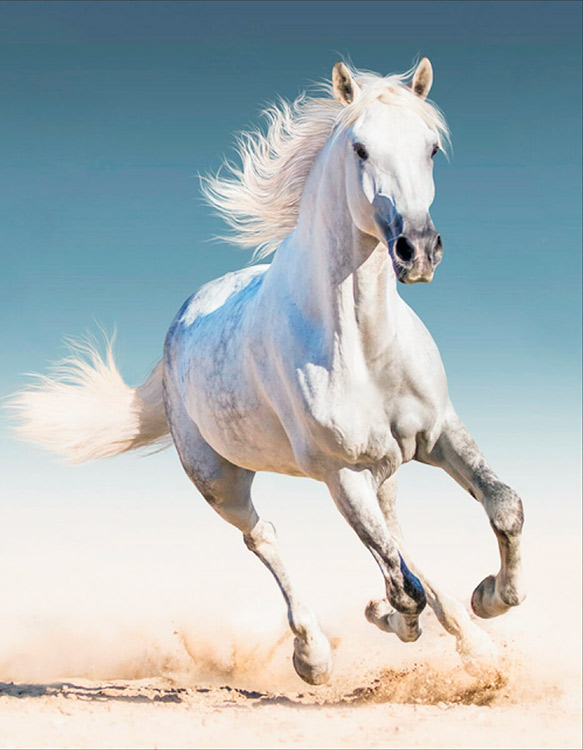 

Алмазная вышивка Цветной «Белая лошадь»