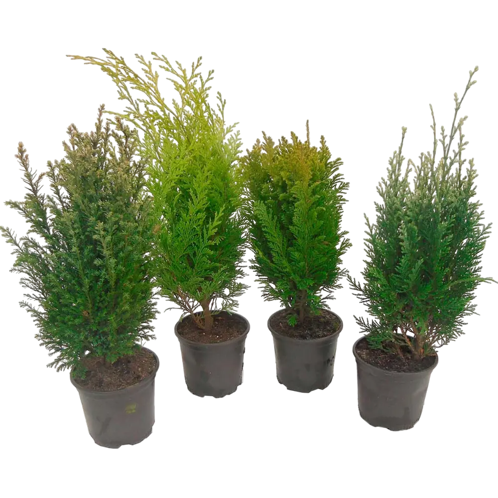 

Туя 35 х 15 см в ассортименте (сорт по наличию)