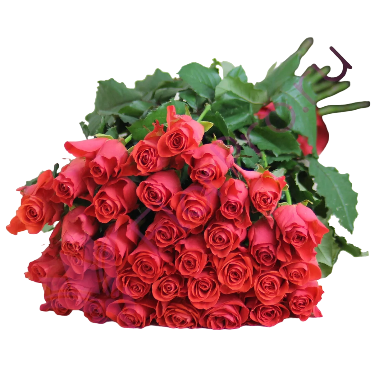 

35 коралловых роз Вау 80 см