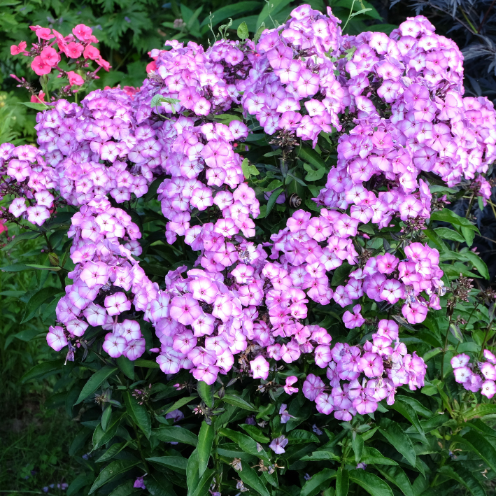 Корень цветов, Флокс, Chipollino flowers, Sweet Dreams, 267, 1 шт.