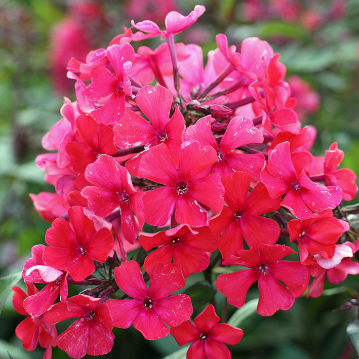 Корень цветов, Флокс, Chipollino flowers, Starfire, 266, 1 шт.