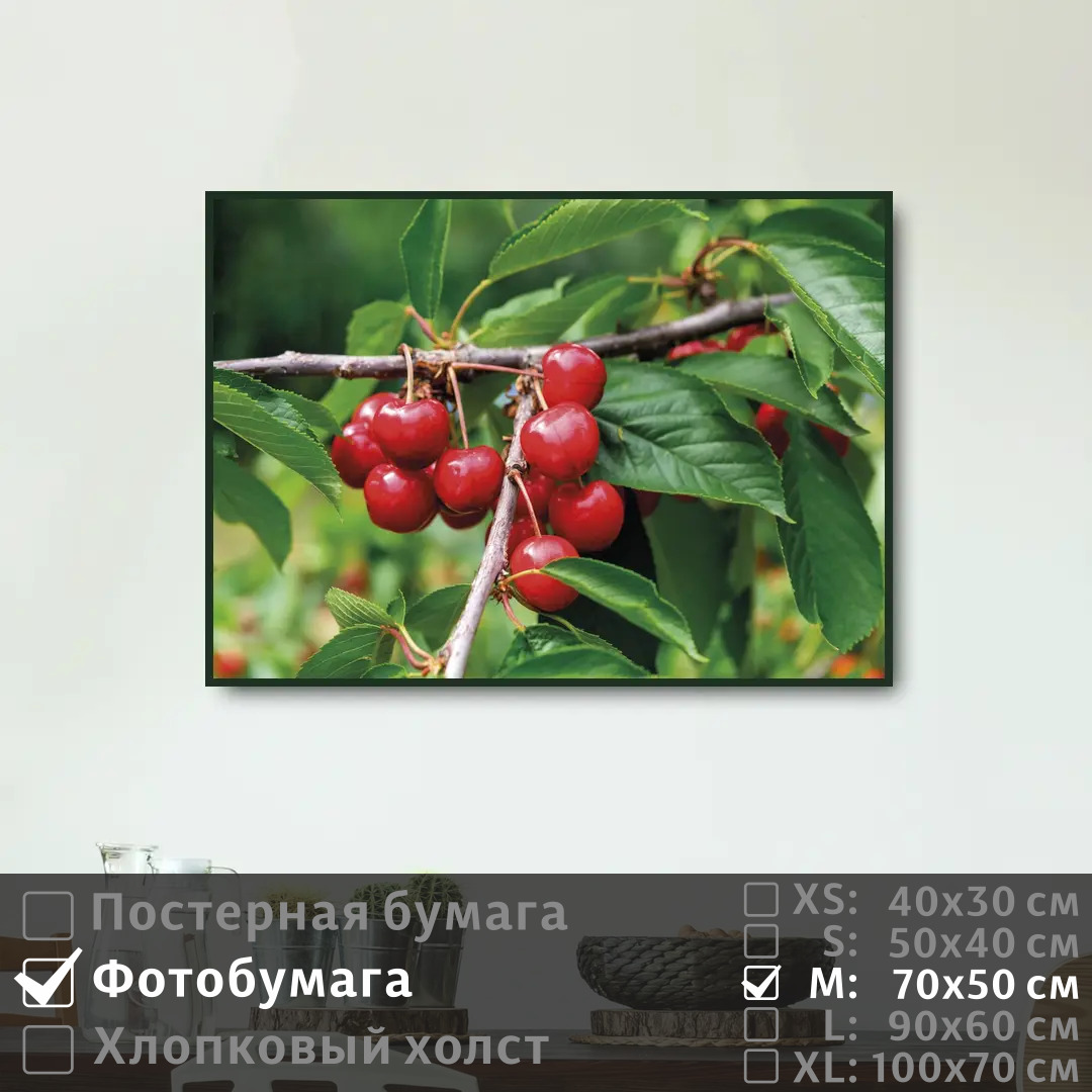 

Постер на фотобумаге ПолиЦентр Летняя ветка вишни 70х50 см, ЛетняяВеткаВишни