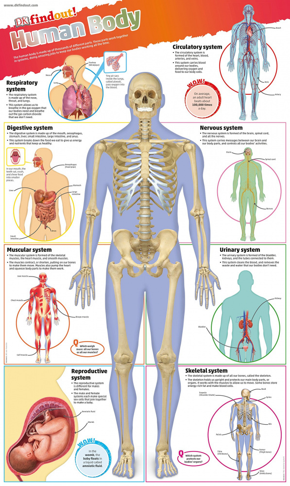 

DKfindout! Human Body Poster