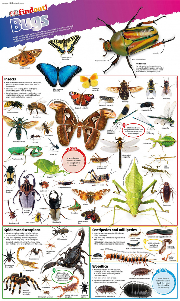 

Книга DKfindout! Bugs Poster