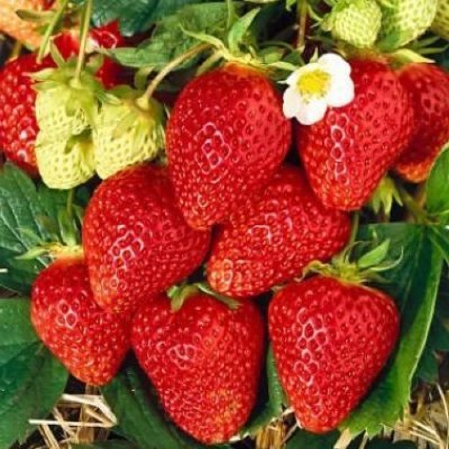 

Рассада земляника Фэвори AGROVIDA agrovida-2153ЗКС 5 шт.
