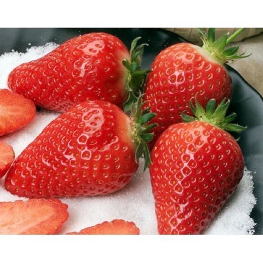 

Рассада земляника Теа AGROVIDA agrovida-2132ЗКС 5 шт.