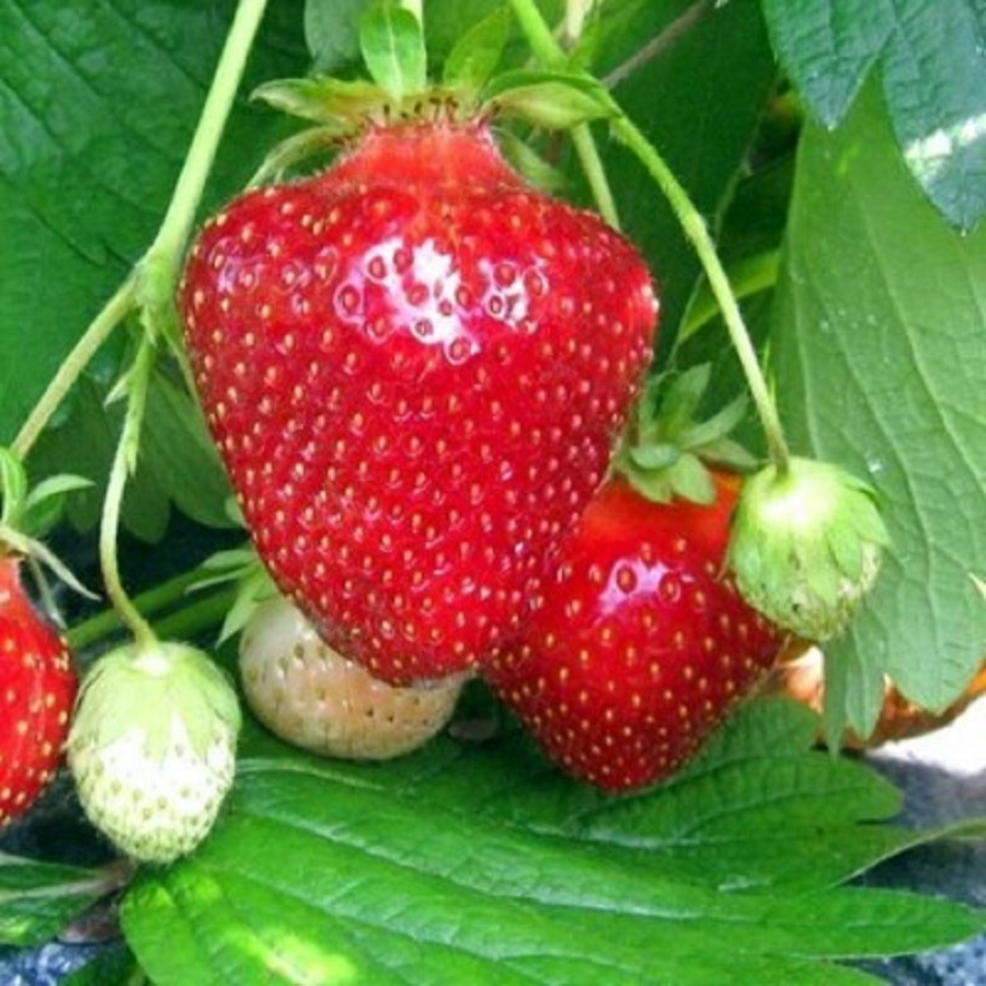 

Рассада земляника Джоли AGROVIDA agrovida-2058ЗКС 5 шт.