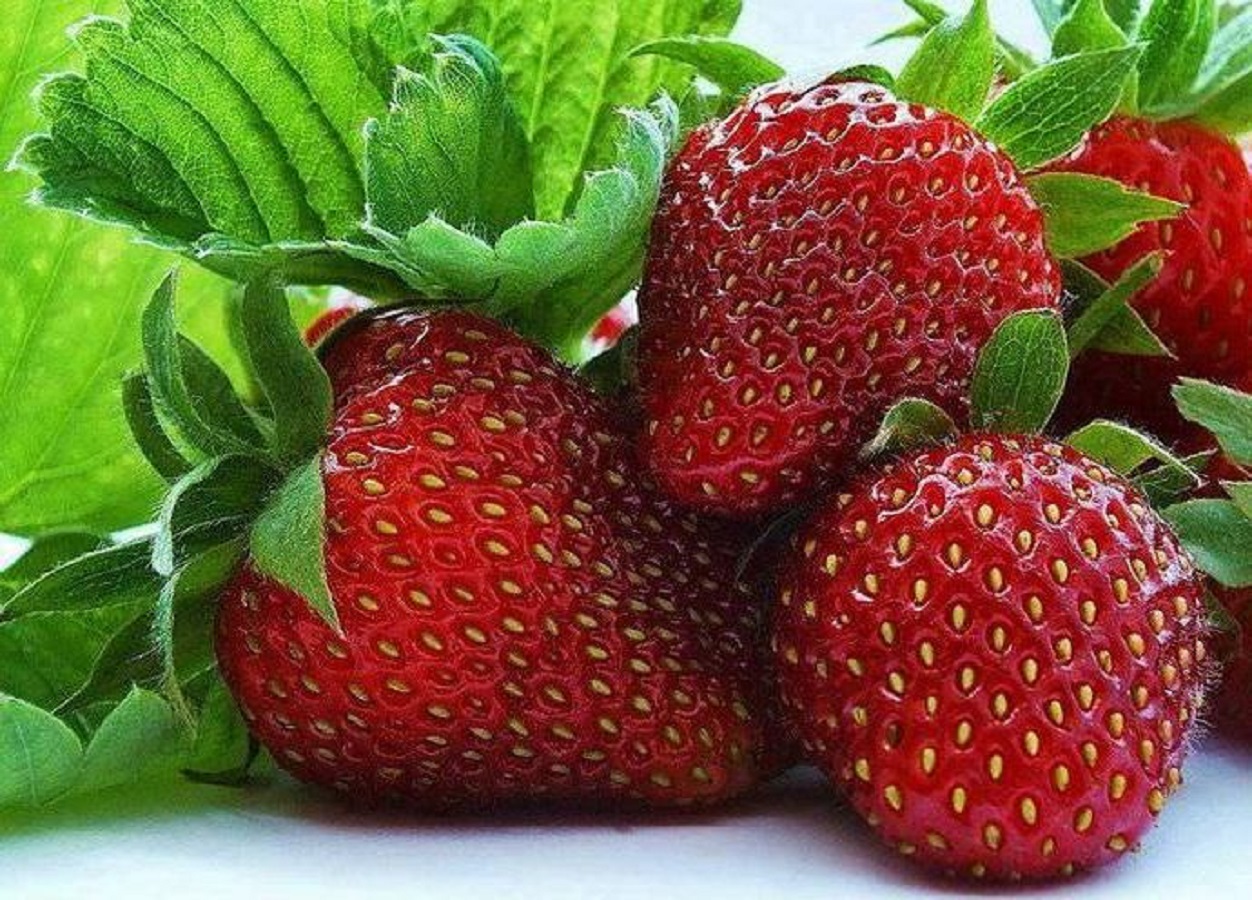 

Рассада земляника Фейерверк AGROVIDA agrovida-2136ЗКС 5 шт.