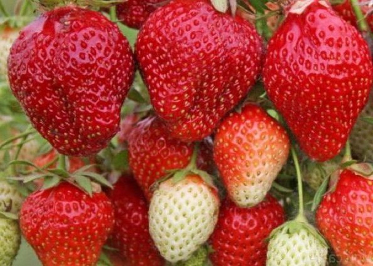 

Рассада земляника Вима Рина AGROVIDA agrovida-2045ЗКС 5 шт.