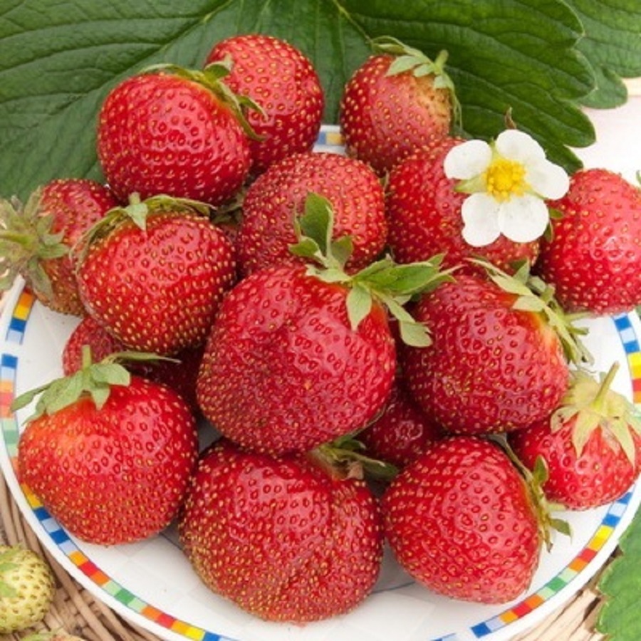 

Рассада земляника Эльвира AGROVIDA agrovida-2164ЗКС 5 шт.