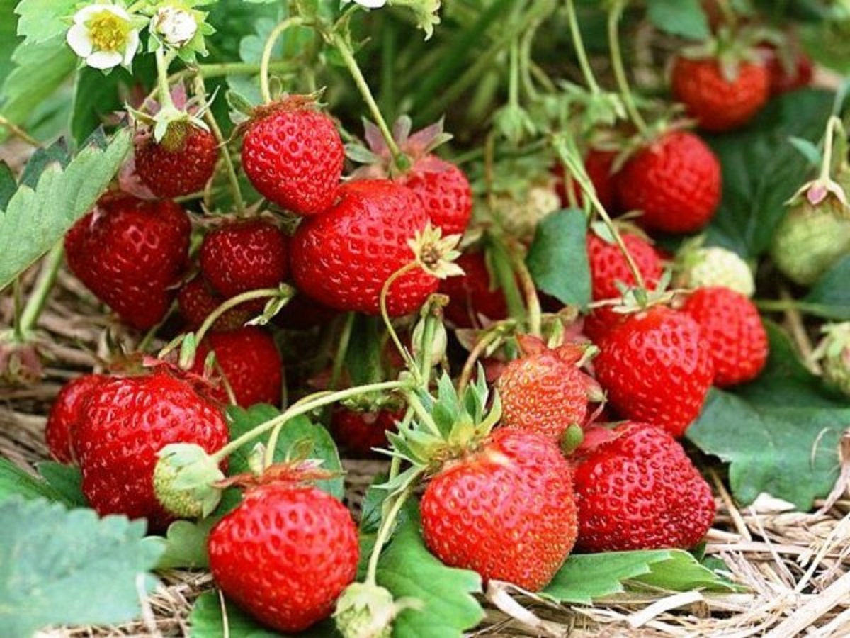 

Рассада земляника Гирлянда AGROVIDA agrovida-2052ЗКС 5 шт.