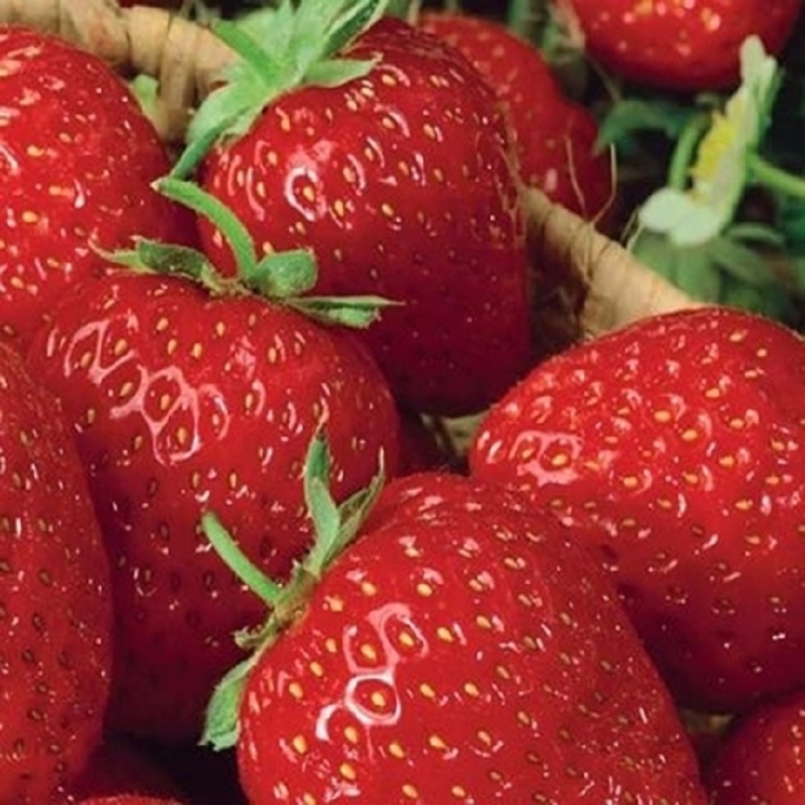 

Рассада земляника Индука AGROVIDA agrovida-2067ЗКС 5 шт., Земляника садовая Индука