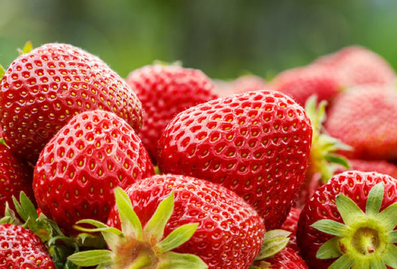 

Рассада земляника Элианни AGROVIDA agrovida-2163ЗКС 5 шт.