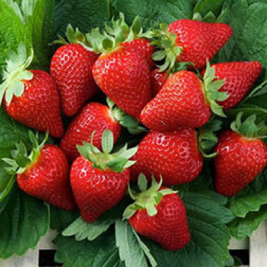 

Рассада земляника Кантус AGROVIDA 33061-2068ЗКС 5 шт.