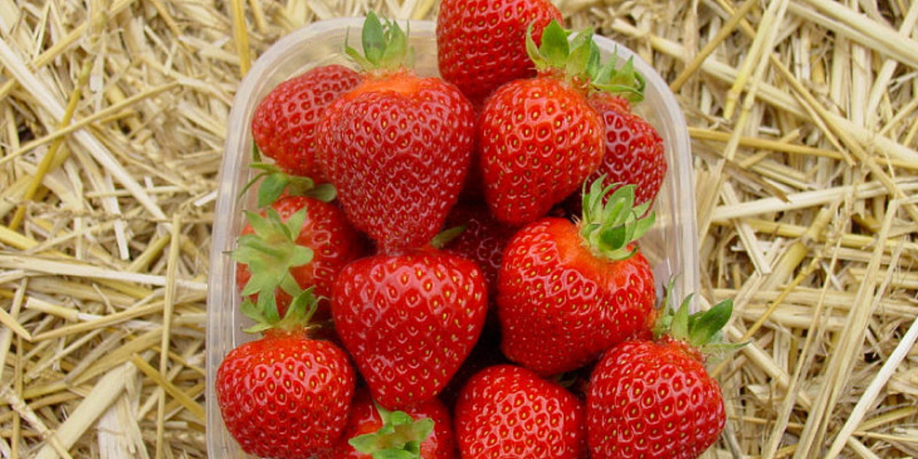 

Рассада земляника Рамина AGROVIDA 33066-2064ЗКС 5 шт.