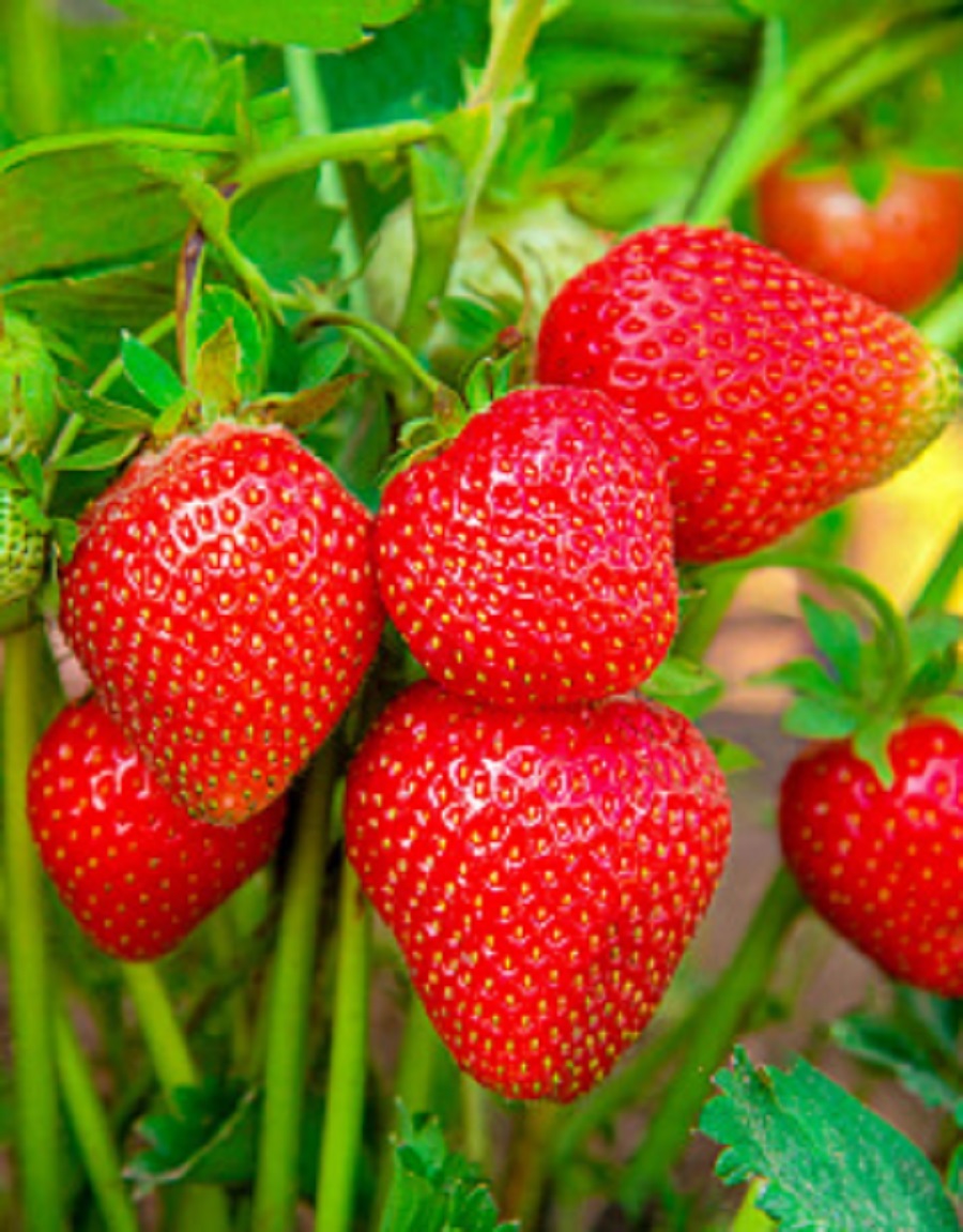 

Рассада земляника Фалко AGROVIDA 33071-2142ЗКС 5 шт.
