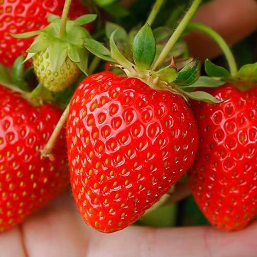 

Рассада земляника Сизоже AGROVIDA 33068-2125ЗКС 5 шт.