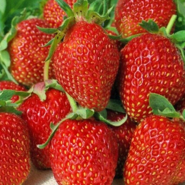 

Рассада земляника Сибилла AGROVIDA 33067-2125ЗКС 5 шт.