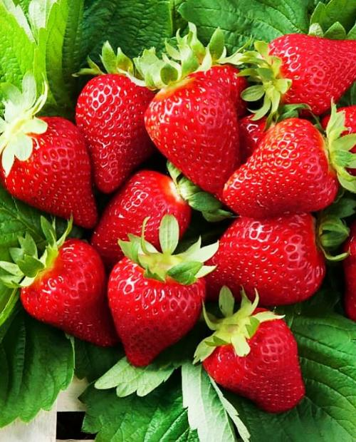 

Рассада земляника Мурано AGROVIDA 33065-2088ЗКС 5 шт.