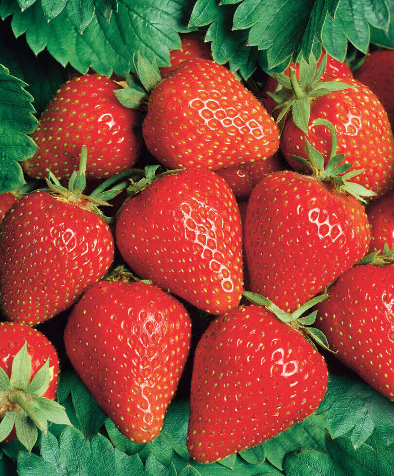 

Рассада земляника Кори AGROVIDA 33062-2075ЗКС 5 шт.