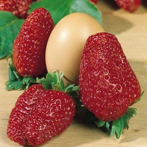 

Рассада земляника Зенга Гигана AGROVIDA 33060-2062ЗКС 5 шт.