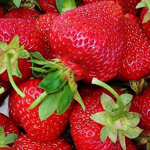 

Рассада земляника Антеа AGROVIDA 33056-2027ЗКС 5 шт.